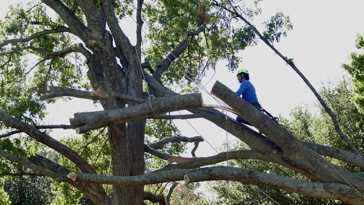 Professional Crown Thinning performed by certified arborists in Orchard Hill