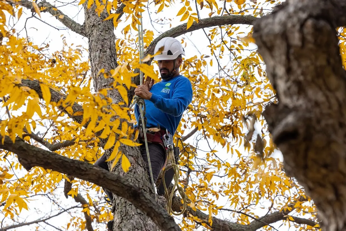 Skilled Tree Pruning crew working in Orchard Hill